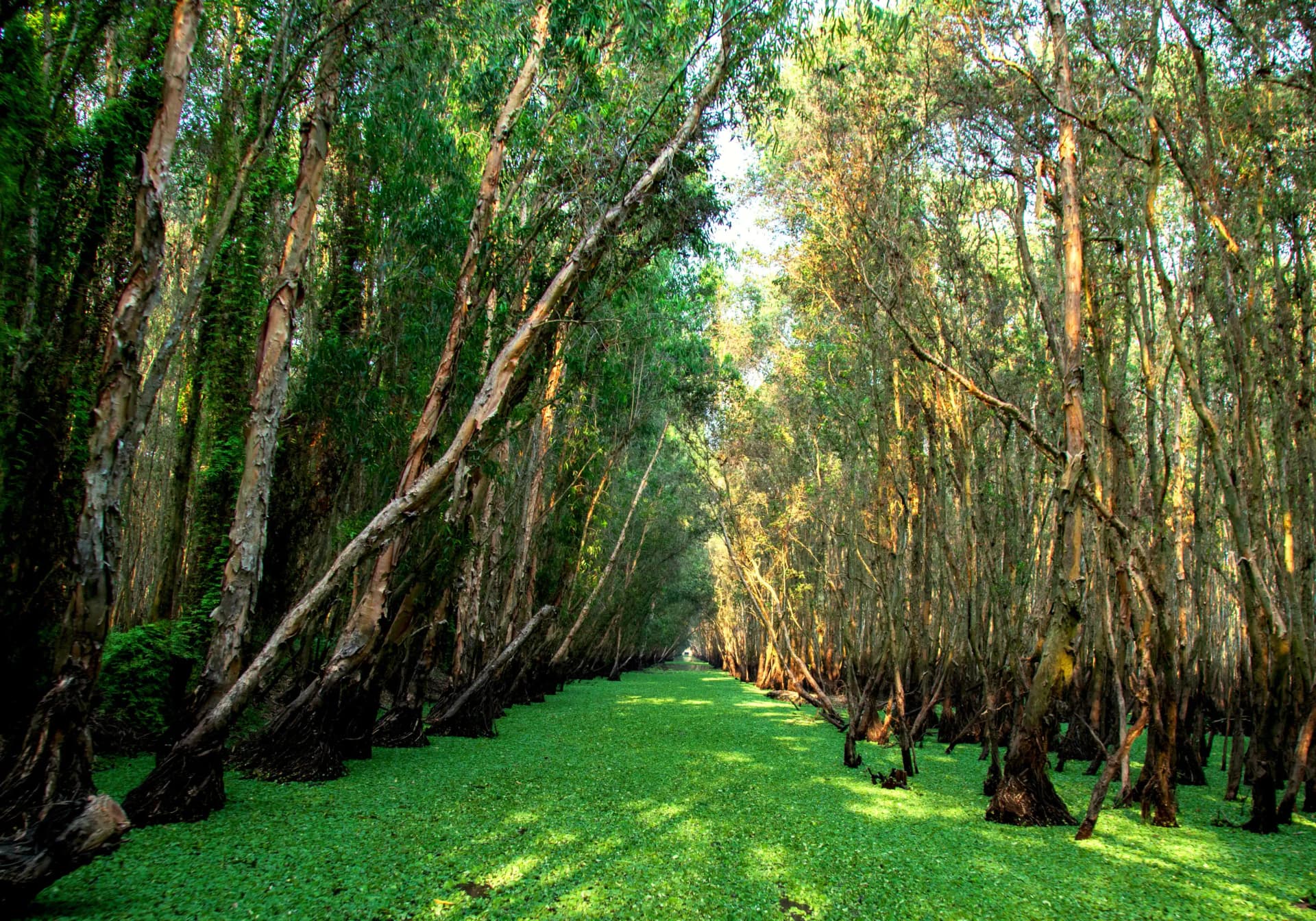 Tram Tra Su Forest