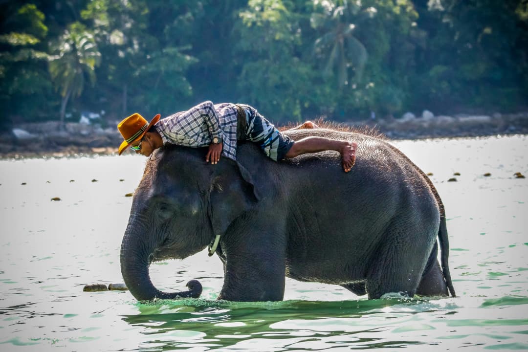 Caretaker on Elephant in the water