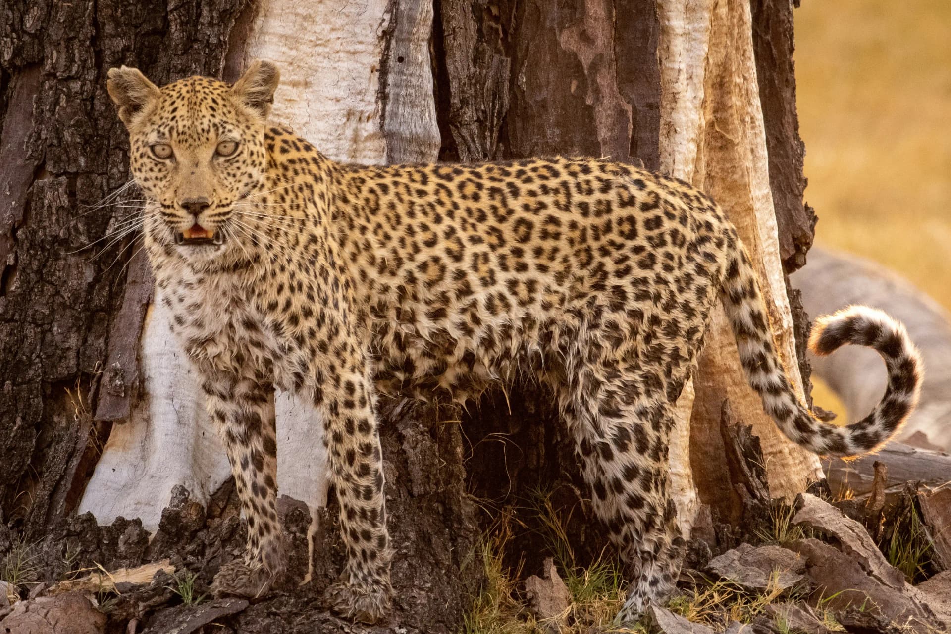 leopard in Moremi Game Reserve