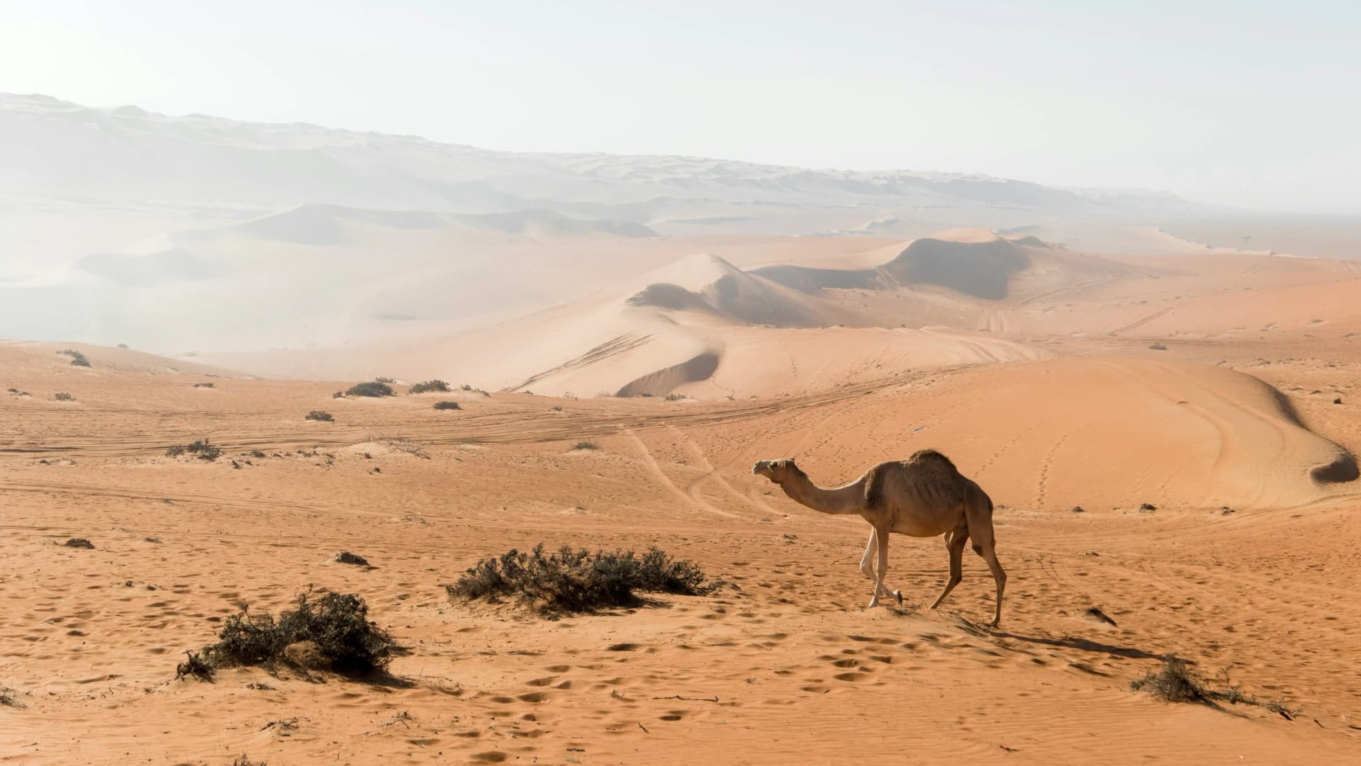 Wahiba Sands