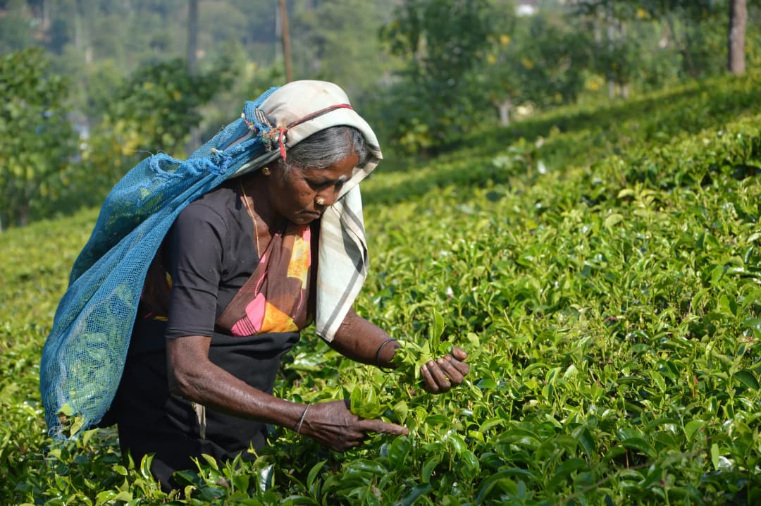 Old lady picking tea leaves by Asantha Abeysooriya