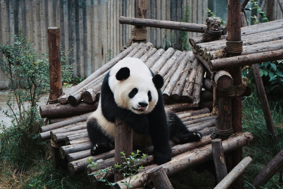 Giant Panda in Giant Panda Breeding Research Base in Chengdu