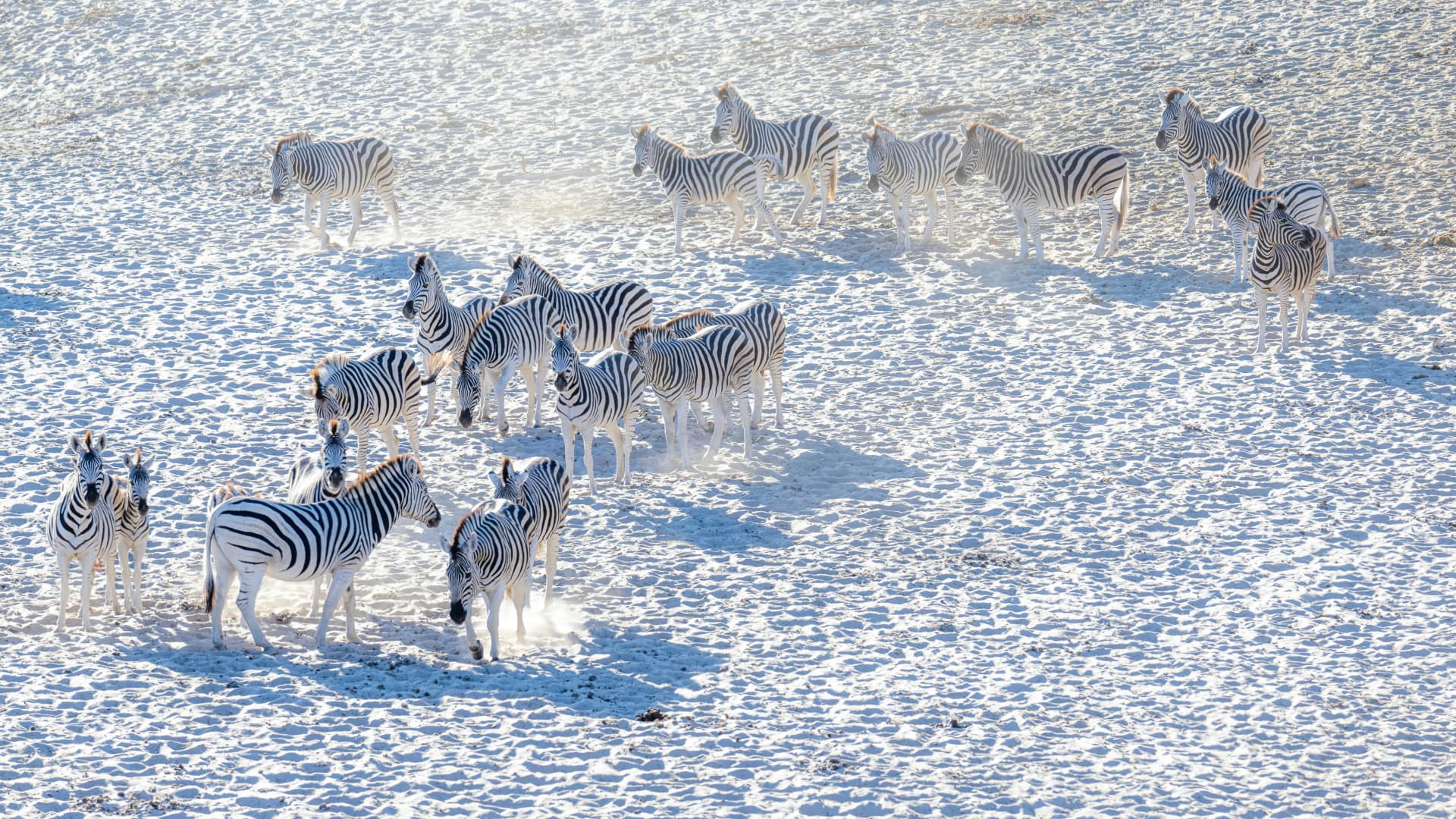 zebras in Makgadikgadi Pans, Botswana