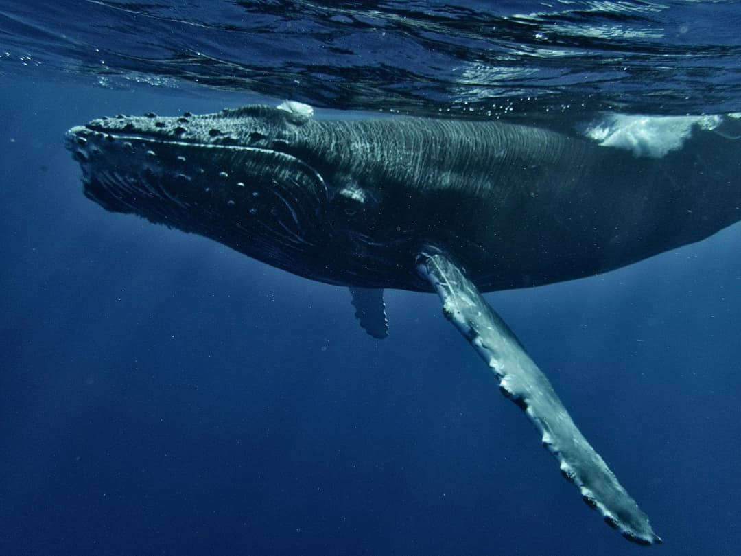 Humpback whale in Sri Lanka's waters by Chinh Le Duc