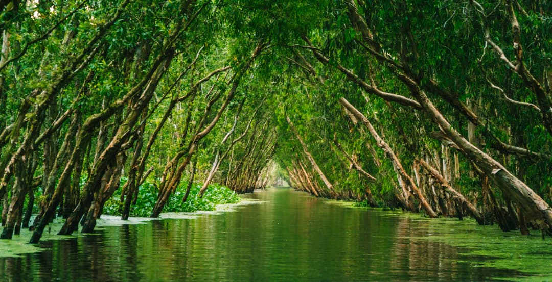 Tra Su Cajuput Forest, Mekong Delta, Vietnam