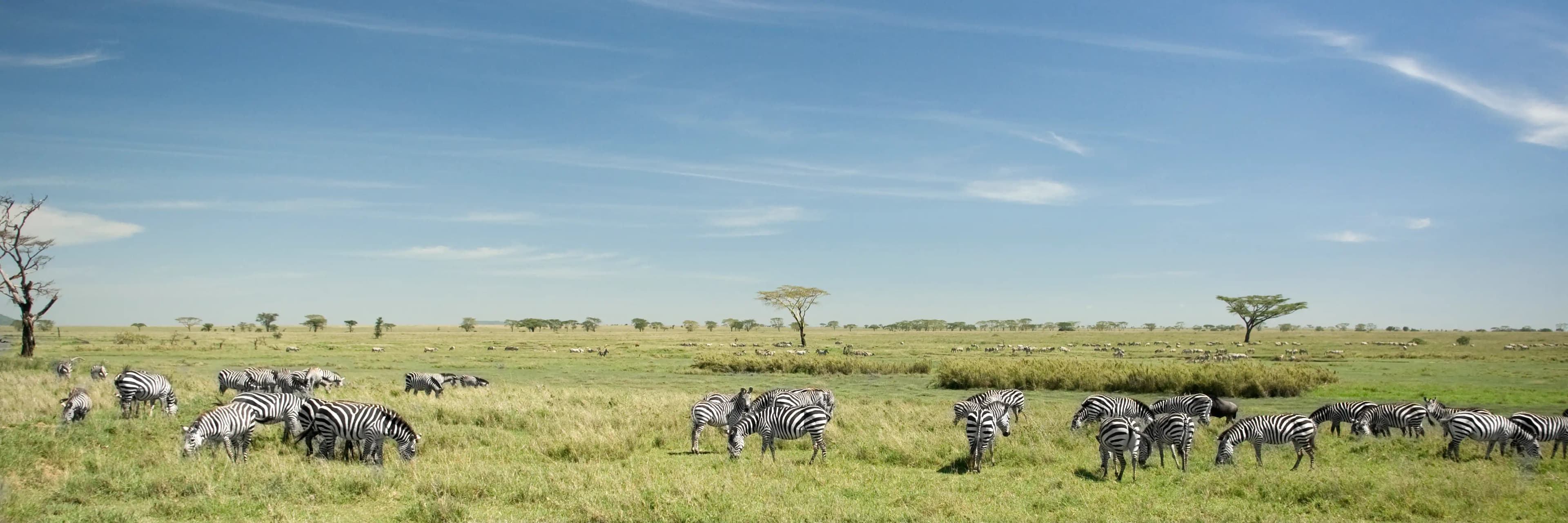herd of zebras in Serengeti National Park
