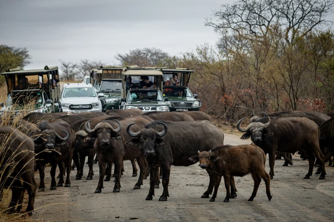 African water buffalo herd at Kruger National Park in South Africa