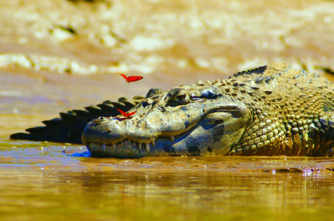 Amazon Caiman lying on shore