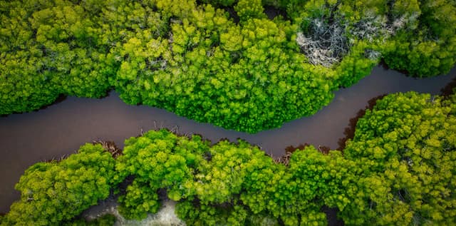 Amazon River