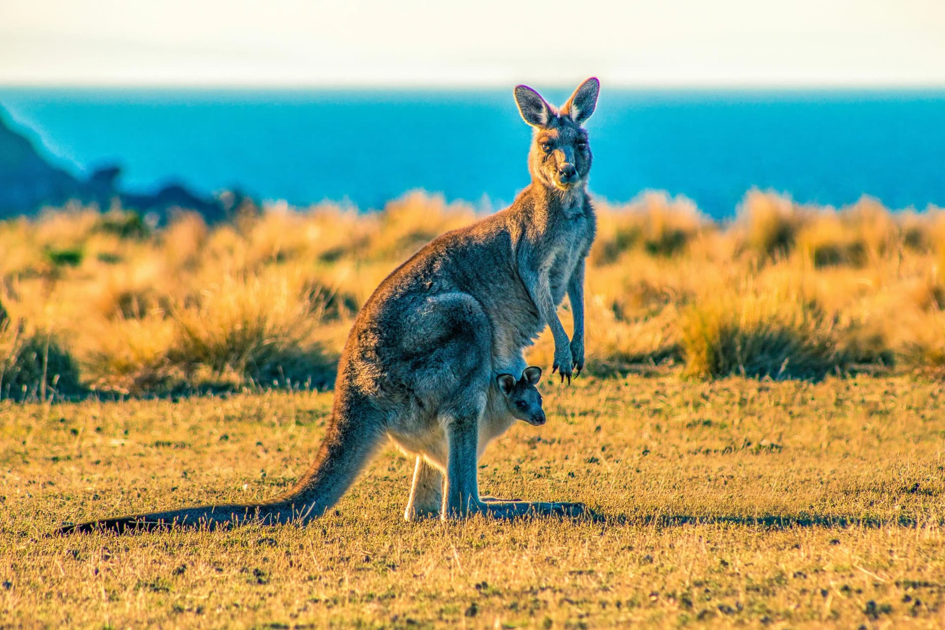 Mother kangaroo and her cub in Maria Island, Tasmania, Australia