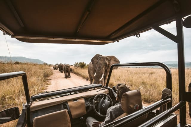 Elephants on an African safari game drive