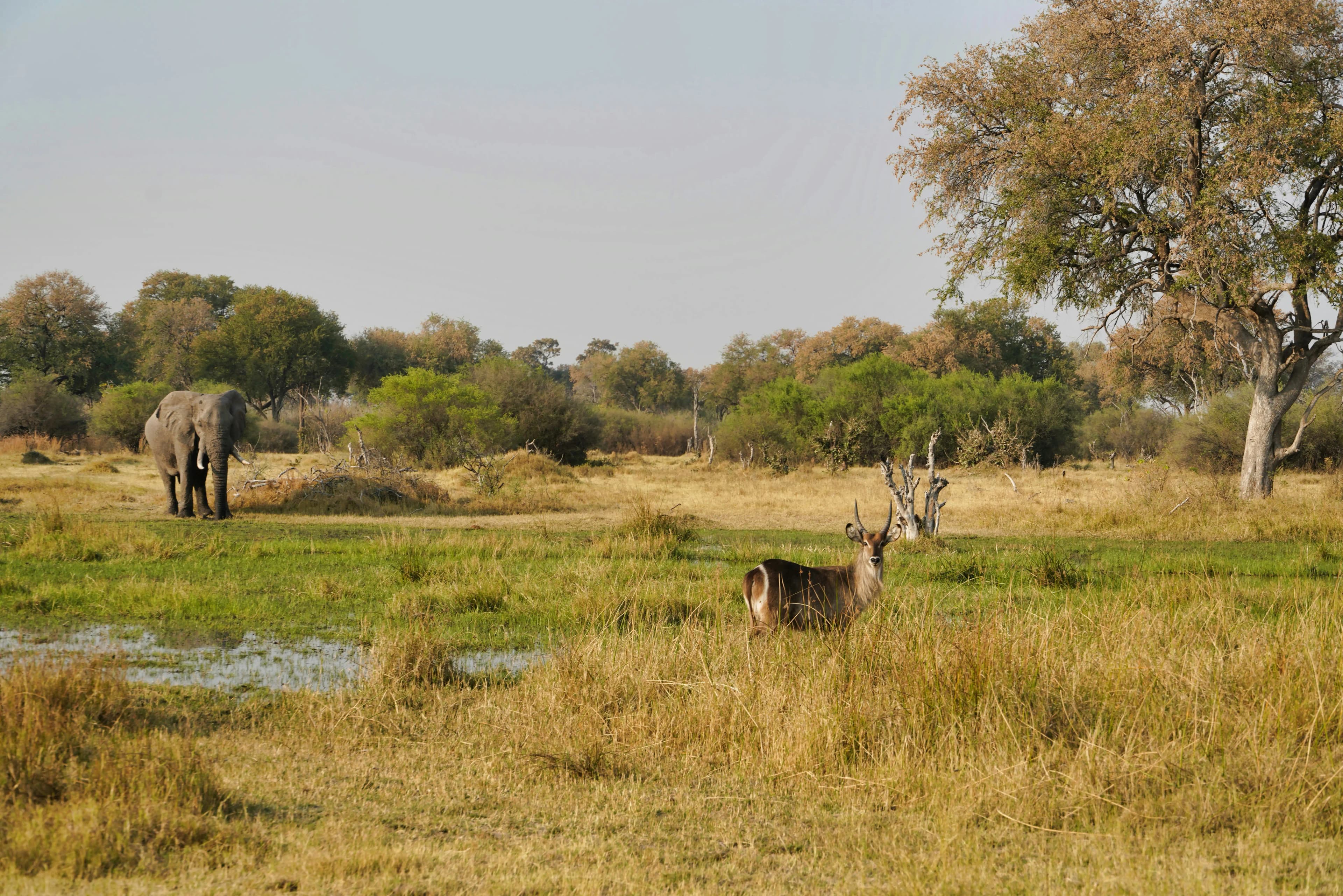 Wild animals in Okavango Delta, Botswana.