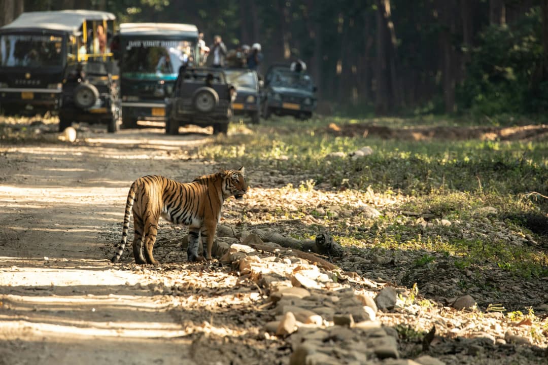 Safari tour at Corbett National Park in India