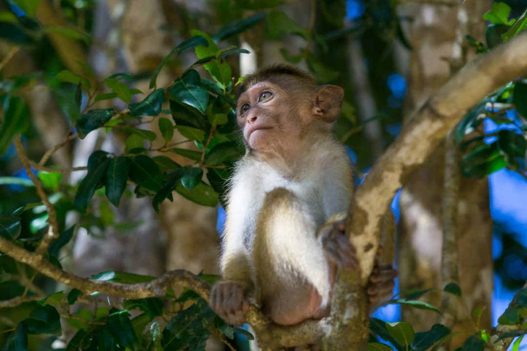 Monkey spotted at Wilpattu National Park in Sri Lanka