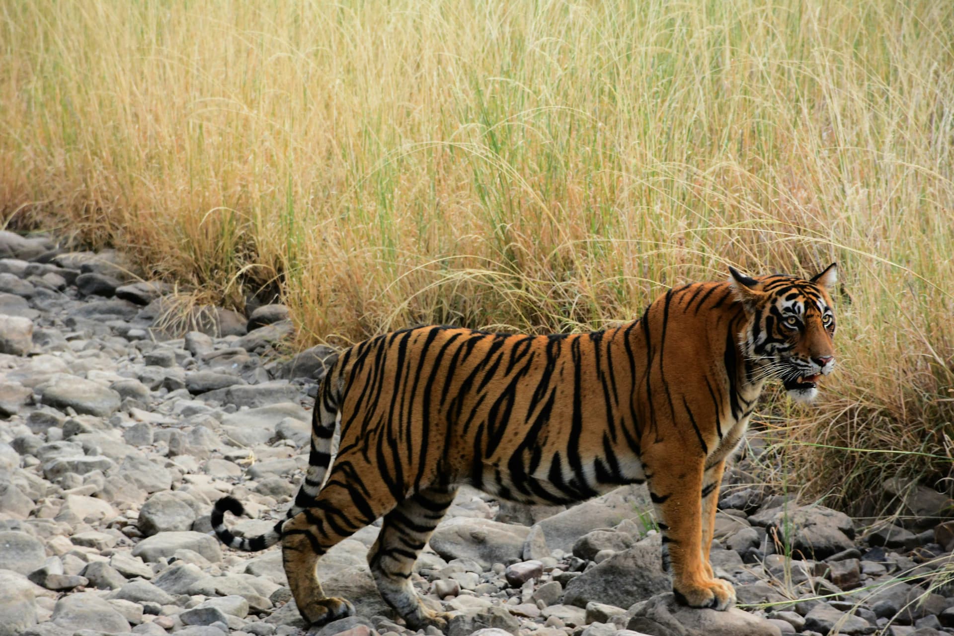 tiger spotted in Ranthambore National Park