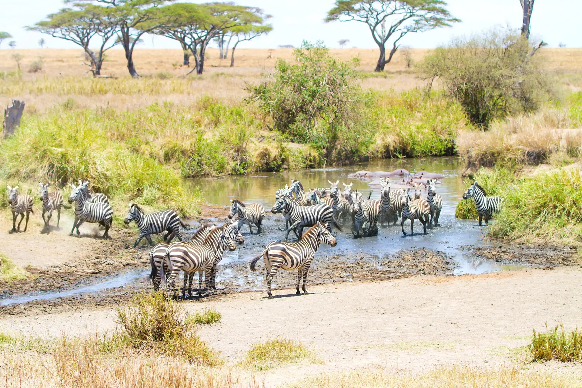 zebras drinks water in serengeti national park