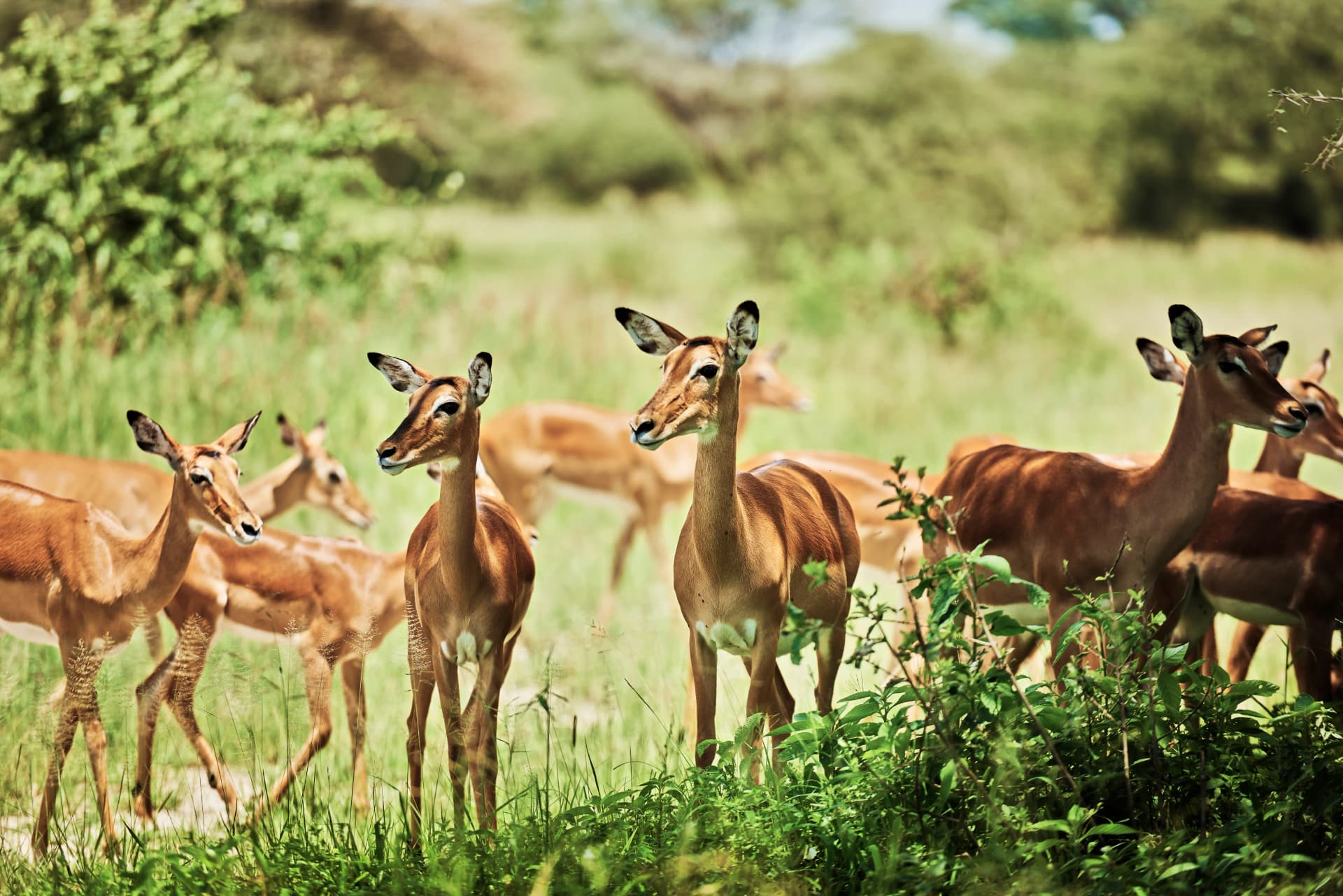 antelopes in Selous Game Reserve